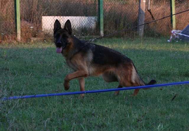 Dana dell'Archetipo | German Shepherd Dog 