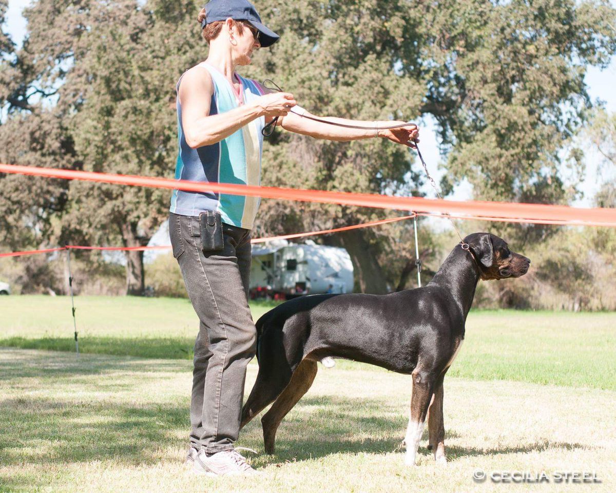 Plain's Tucson | Catahoula Leopard Dog 