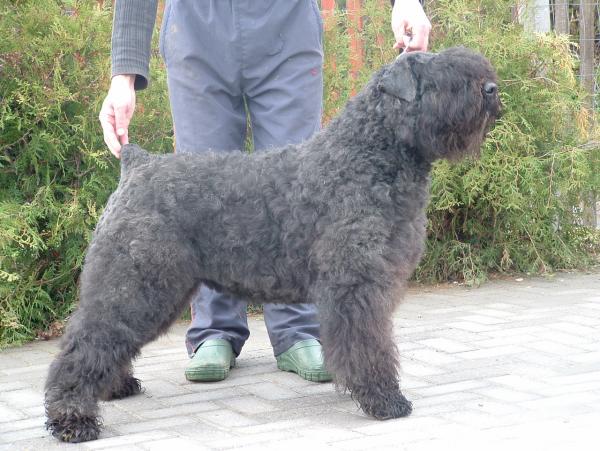 Zulu-Dustie v.d. Vanenblikhoeve | Bouvier des Flandres 