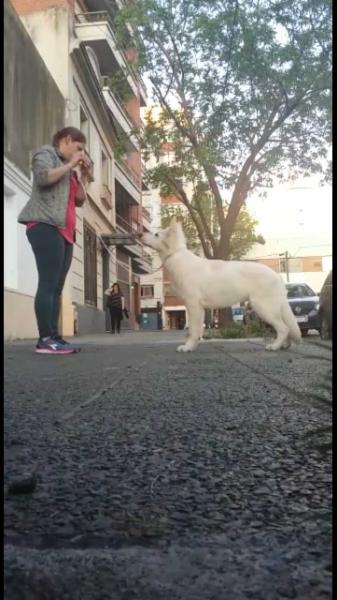 Faramir de Alkina | White Swiss Shepherd Dog 