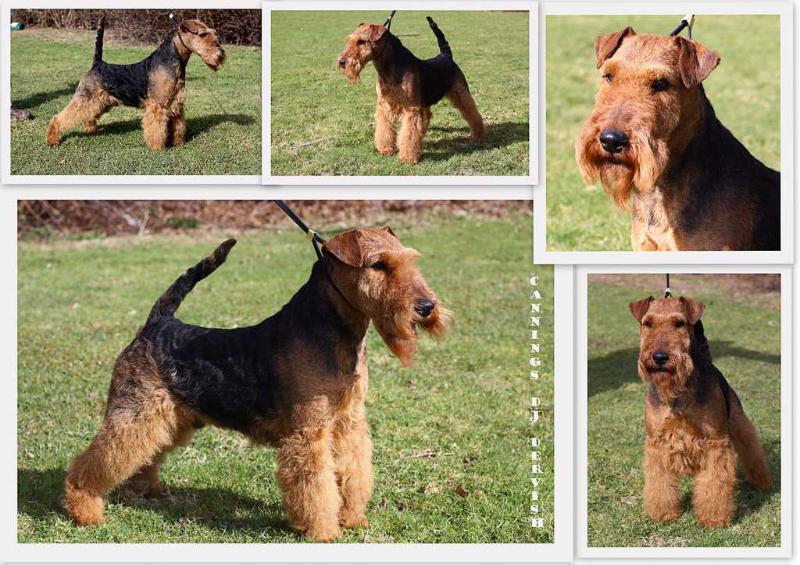 Cunnings DJ Dervish | Welsh Terrier 