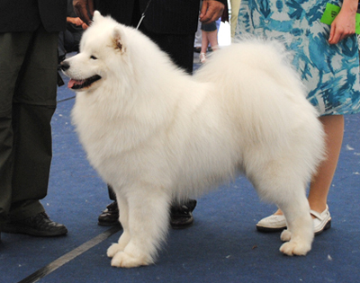 Anatina Duran Duran | Samoyed 