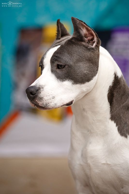 O.N.E. STAFF NICE SHOW MUST GO ON | American Staffordshire Terrier 