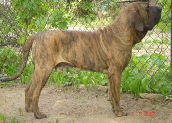 Diamante II da Serra de Itanhandu | Fila Brasileiro 