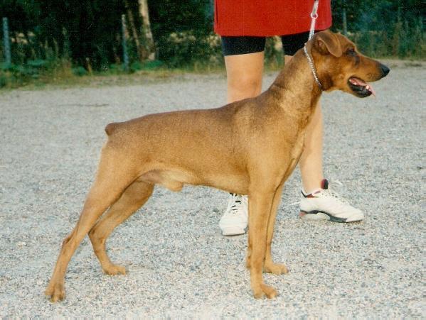 Damarees COYOTE | German Pinscher 