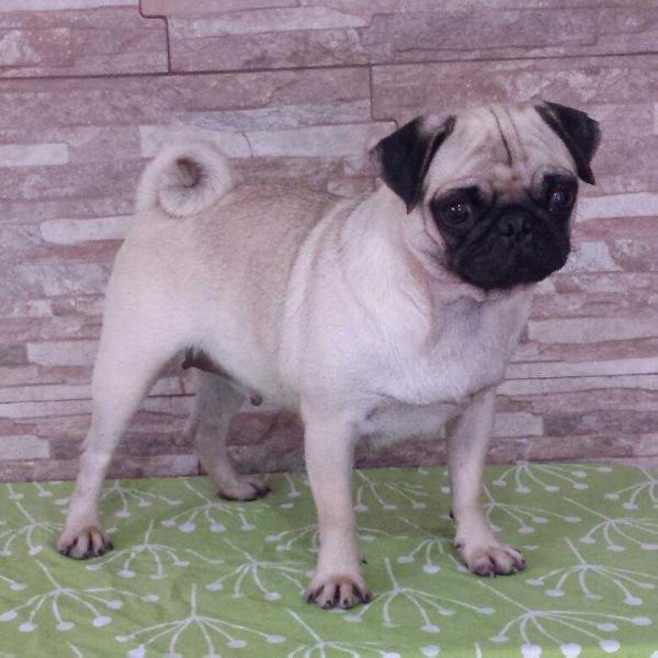 Ozman Snowkastell Alana | Pug 