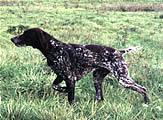 Uran du Clos des Morandes | German Shorthaired Pointer 