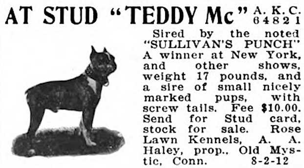 Teddy Mc (064821) | Boston Terrier 