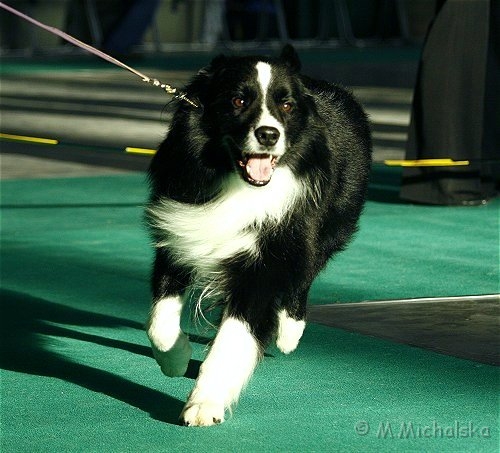 Borderline Country Tempest | Border Collie 