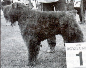 Bram Sanne v.d. Bramma-Stuwa | Bouvier des Flandres 