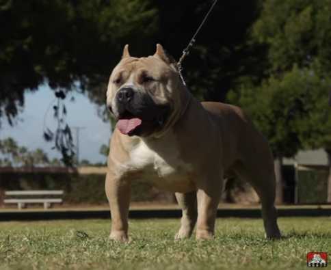 Sea Bad Bullys Mufassa | American Pit Bull Terrier 