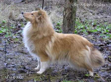 Art Felisiti Aisidora | Shetland Sheepdog 