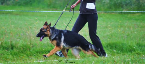 Equiside Zola | German Shepherd Dog 