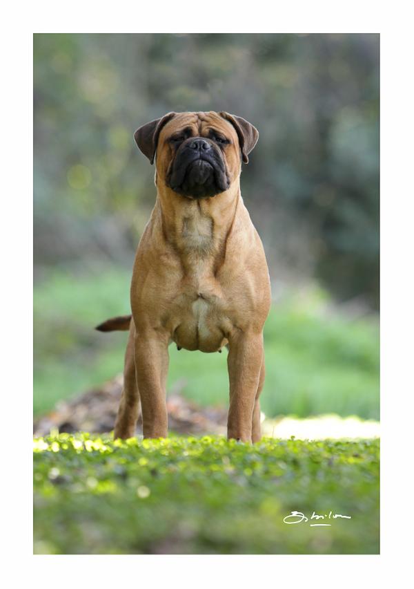 Bullbumkin´s In the pocket | Bullmastiff 