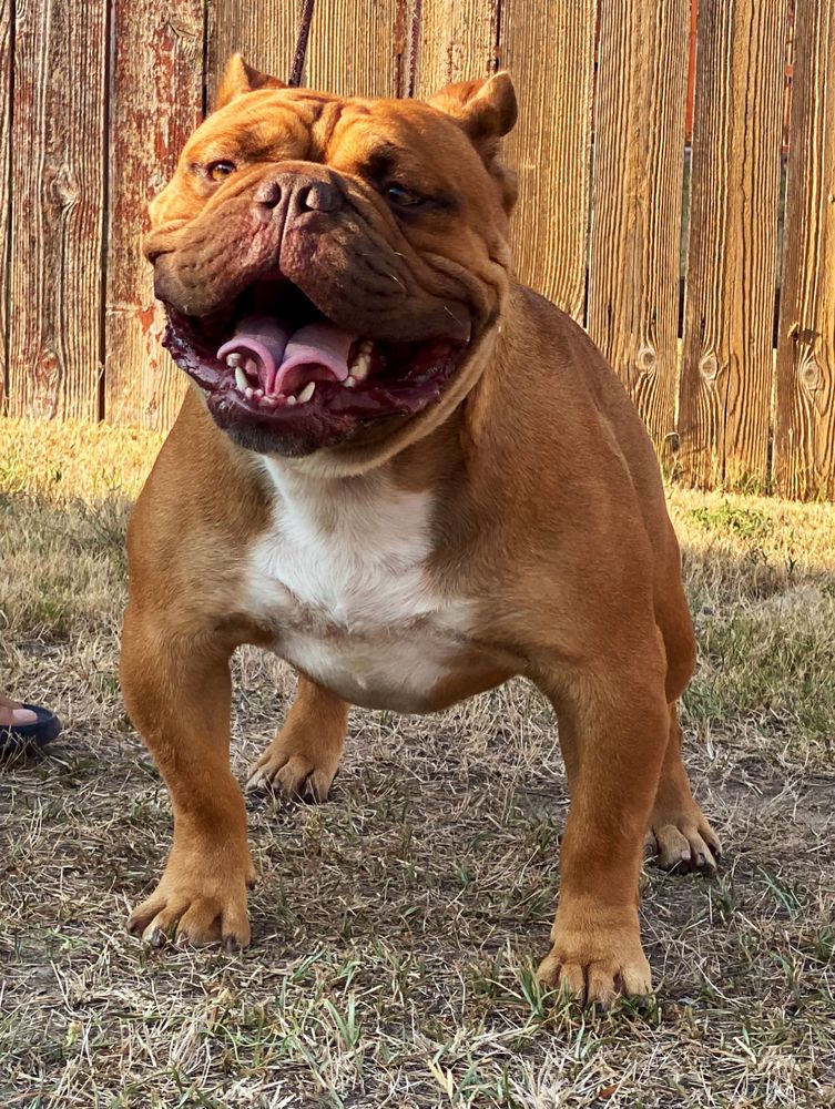 Nuyorican Bulldogges Kadmus | Olde English Bulldogge 