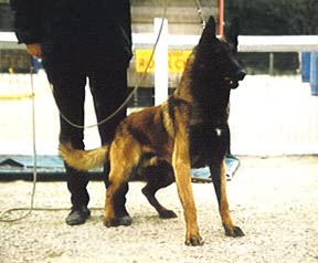 Sim des Deux Pottois | Belgian Malinois 