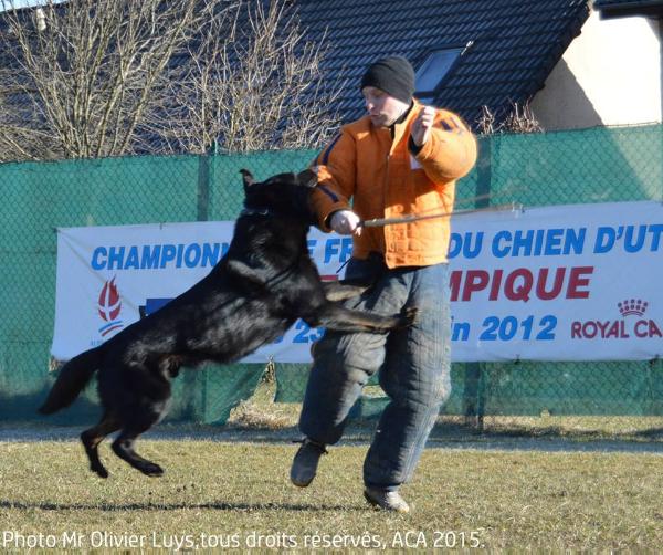 Firmin des Garrigues de la Madeleine | German Shepherd Dog 