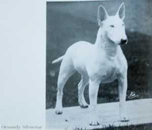 Ormandy's Silverstar | Bull Terrier 