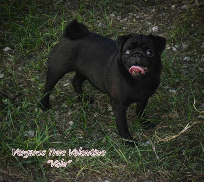 VERGAROS TRUE VALENTINE | Pug 