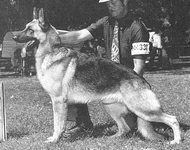 Scherzar's Wildfire | German Shepherd Dog 