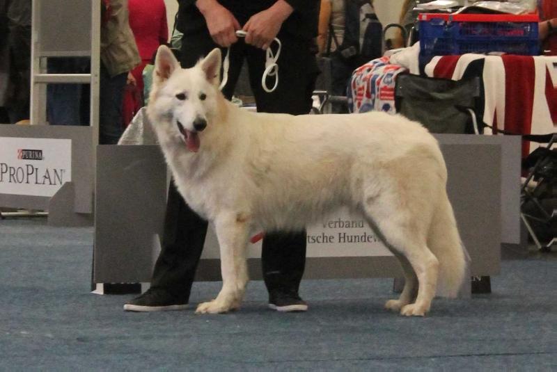 Honeymoon Dia vom Durbuscher Forst | White Swiss Shepherd Dog 