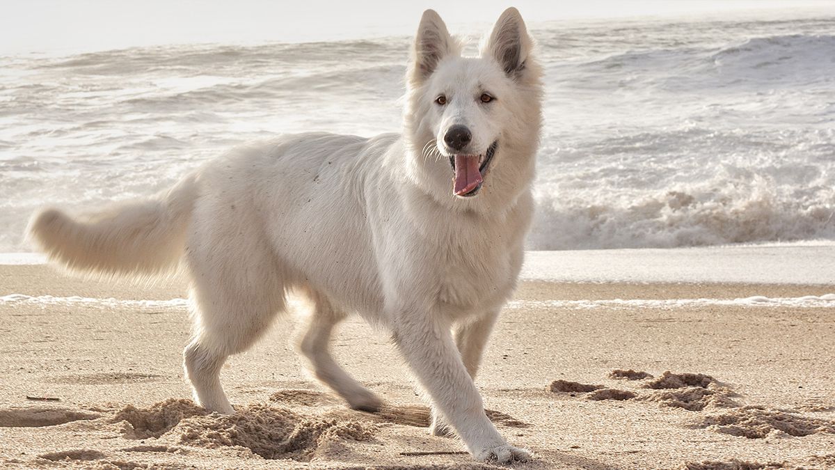 Lucy de Meritis | White Swiss Shepherd Dog 