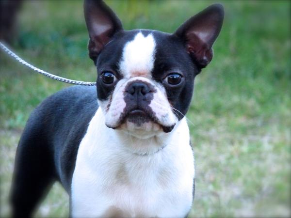 Cau del Xato Just to Me Starlight | Boston Terrier 