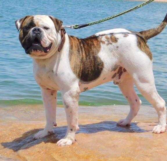 Ike's Flex at NTK's | American Bulldog 