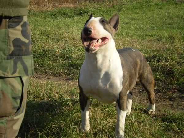 C-NO ONE LIKE ME BULLY STAR | Bull Terrier 