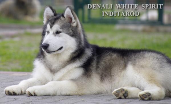 Denali White Spirit Inditarod | Alaskan Malamute 