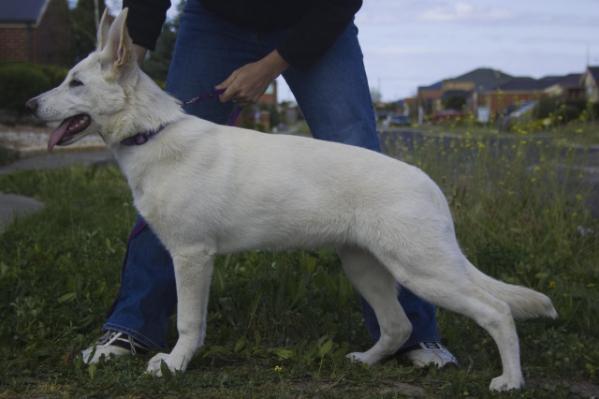 Fanuilos Girls Got Rhythm AI | White Swiss Shepherd Dog 