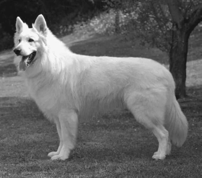 Falkor Floyd Lords of the White Shepherd | White Swiss Shepherd Dog 