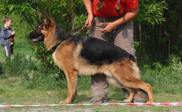 Osten Stern Fulz | German Shepherd Dog 