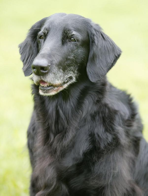 Lyric Queen Of The Mountain | Flat-Coated Retriever 