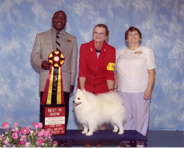 Frostiwyt Lytning Jolt | American Eskimo Dog 