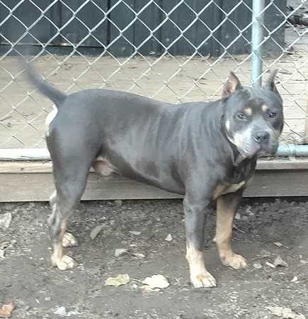 Dreken Tor's Blue Bourbon | American Pit Bull Terrier 