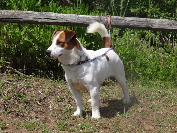 Lantaka jack google | Jack Russell Terrier 