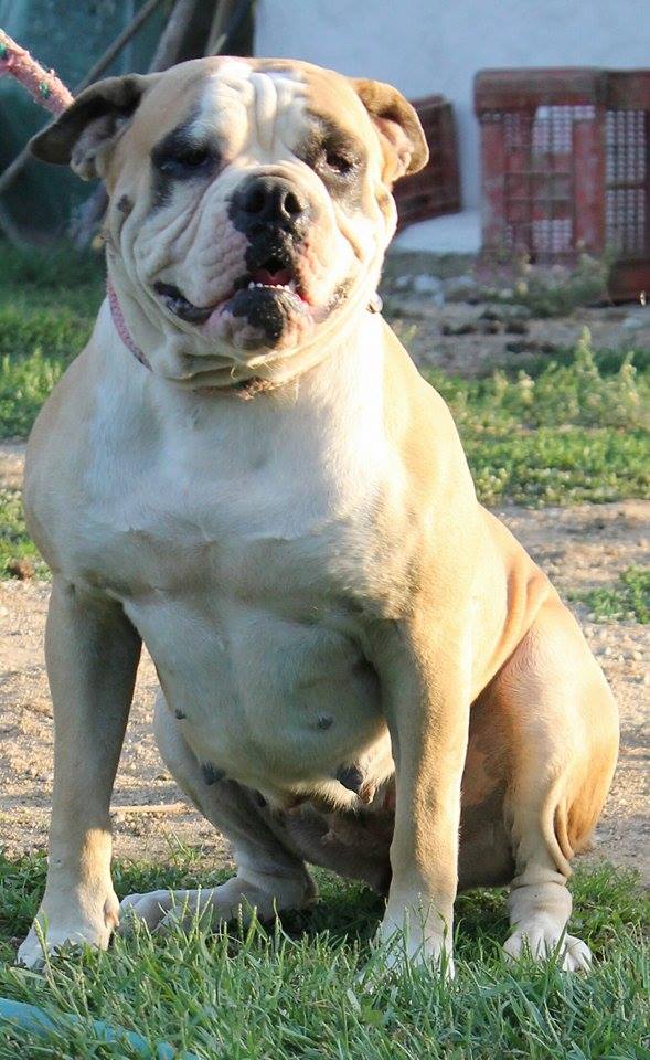 Chiaradia's Dirce of Pdm's | American Bulldog 