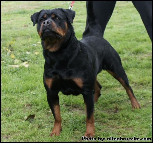 Bali Zara Cro Rott | Rottweiler 