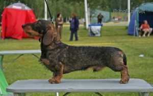 Lisego Nosa Moy General | Dachshund 