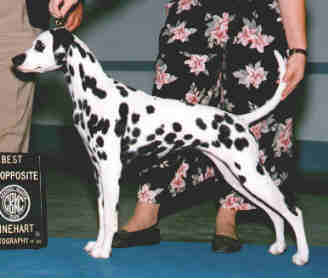 Jazzy's Black Satin Dancer | Dalmatian 