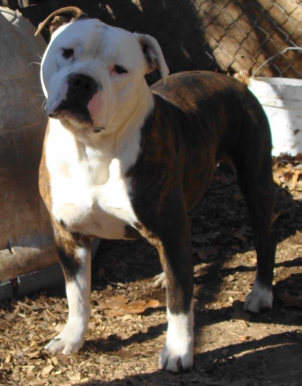 Alubull's Mack the Masher | Olde English Bulldogge 