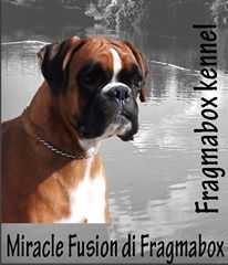 Miracle Fusion di Fragmabox | Boxer 