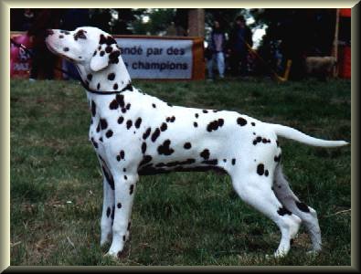 Zagreb Signature | Dalmatian 