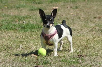 Barnett's Moonlite Night NBT | Teddy Roosevelt Terrier 