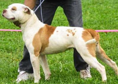 SEB'S Xena of GGK's | American Bulldog 