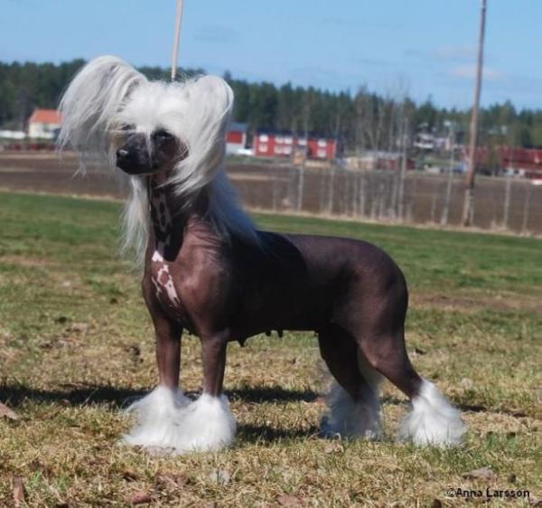 Twice as Nice Hellucination | Chinese Crested 