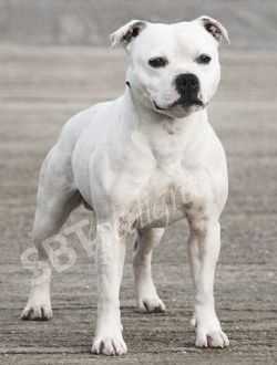 Albermarbull Ice White | Staffordshire Bull Terrier 