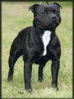 Staffmate Noble Ambassador | Staffordshire Bull Terrier 