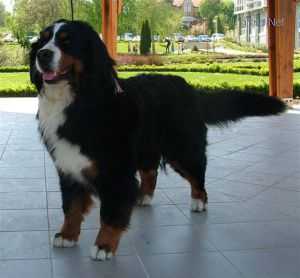 Hidegkuti Berni Lotti Of Siktor | Bernese Mountain Dog 